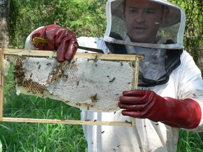 Apiary site MAcadamia Orchard